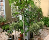var-2011-072