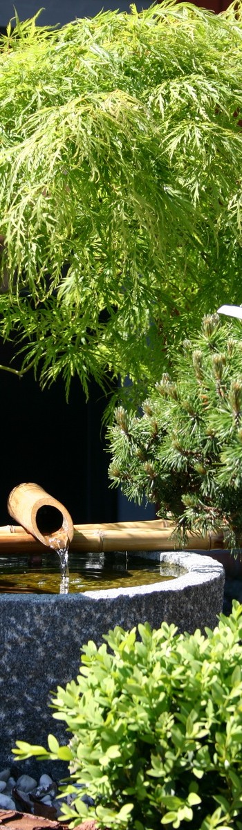 Trädgård sommar 2010 066