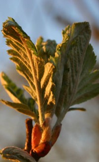 blad i sol