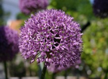blomma_test