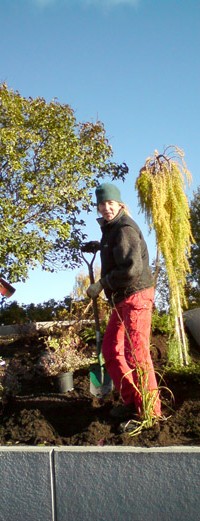 Planering och plantering